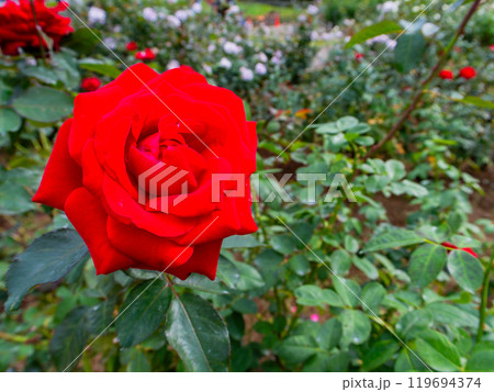 カラフルに美しく咲いた満開の秋バラ カラフルに美しく咲いた満開の秋バラ 119694374