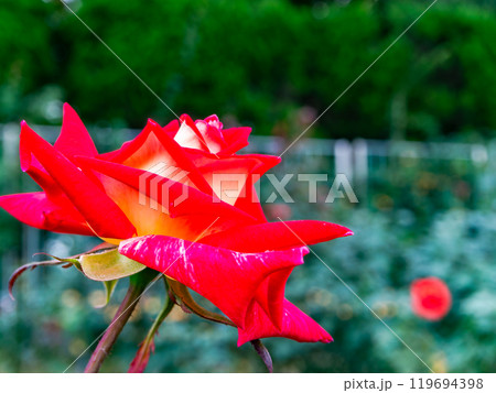 カラフルに美しく咲いた満開の秋バラ 119694398