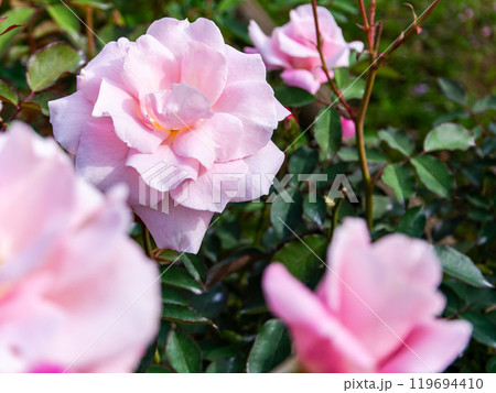 カラフルに美しく咲いた満開の秋バラ カラフルに美しく咲いた満開の秋バラ 119694410