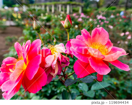カラフルに美しく咲いた満開の秋バラ 119694434