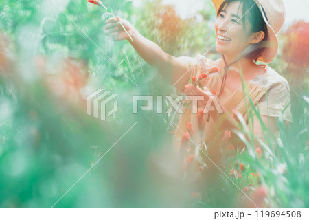 ストロベリーキャンドルのお花摘み ストロベリーキャンドルのお花摘み 119694508