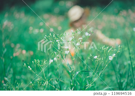 お花畑でサポナリアを摘む女性 お花畑でサポナリアを摘む女性 119694516