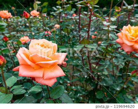 カラフルに美しく咲いた満開の秋バラ 119694620