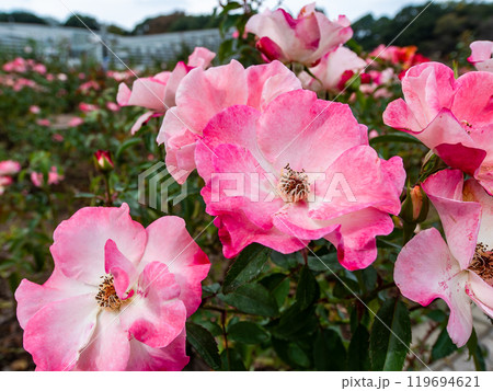 カラフルに美しく咲いた満開の秋バラ 119694621