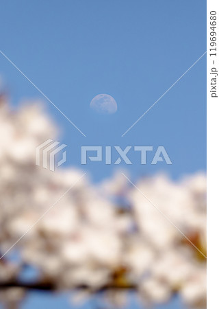 昼間の月と桜 昼間の月と桜 119694680