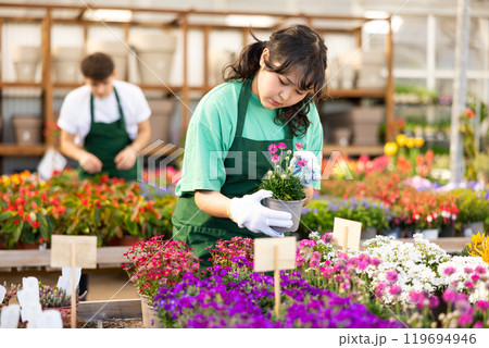 Professional young Asian woman, botanist checking Armeria Caespitosa in pots during work in glasshouse Professional young Asian woman, botanist checking Armeria Caespitosa in pots during work in glasshouse 119694946