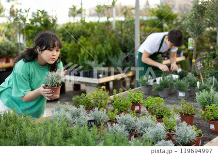 Girl florist chooses thymus plants to create flower arrangement and landscaping park area Girl florist chooses thymus plants to create flower arrangement and landscaping park area 119694997