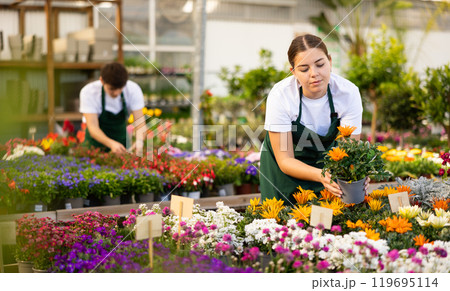 2 New worker in flower shop gets acquainted with assortment and carefully examines gatzania 2 New worker in flower shop gets acquainted with assortment and carefully examines gatzania 119695114
