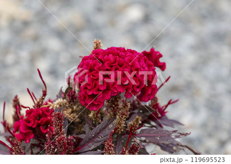 ビロードのようなケイトウの花01 119695523