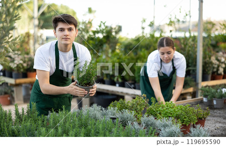 Two professional gardeners in aprons working with Rosmarinus Oficinalis plants in greenhouse Two professional gardeners in aprons working with Rosmarinus Oficinalis plants in greenhouse 119695590