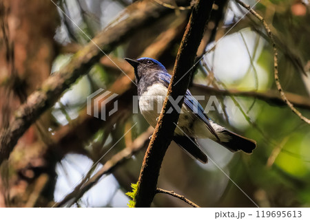 新緑の中、大きく美しい声でさえずる美しいオオルリ(ヒタキ科)東京都あきる野市日の出山登山道他2024 新緑の中、大きく美しい声でさえずる美しいオオルリ(ヒタキ科)東京都あきる野市日の出山登山道他2024 119695613