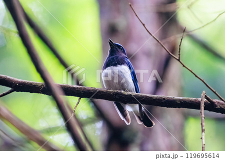 新緑の中、大きく美しい声でさえずる美しいオオルリ（ヒタキ科）東京都あきる野市日の出山登山道他2024 119695614
