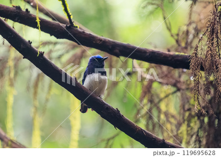 新緑の中、大きく美しい声でさえずる美しいオオルリ（ヒタキ科）東京都あきる野市日の出山登山道他2024 119695628