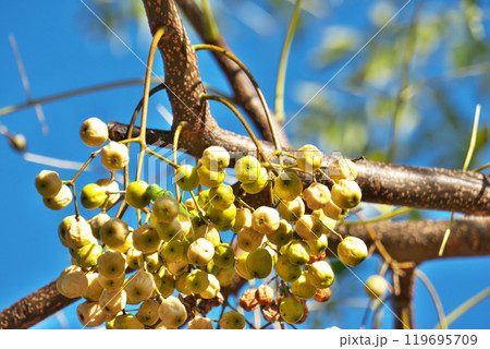黄色いセンダンの実（冬、十二月） 119695709