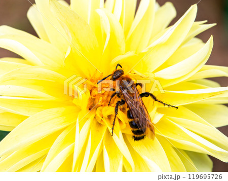 満開の黄色いダリアと花粉を集めに来たツチバチ 満開の黄色いダリアと花粉を集めに来たツチバチ 119695726