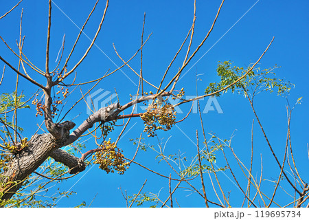 黄色いセンダンの実（冬、十二月） 119695734