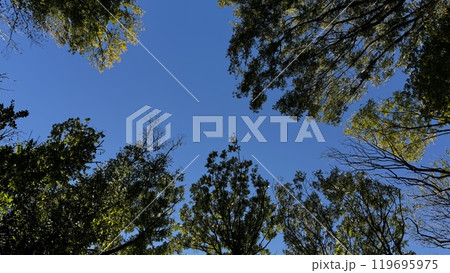 On a beautiful sunny day, I find myself gazing up at the sky while surrounded by the majestic trees that provide a natural canopy above 119695975