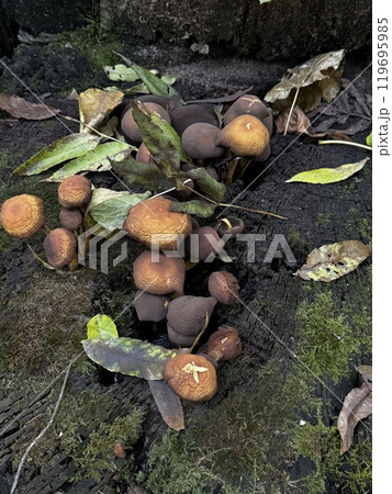 A cluster of various mushrooms is thriving on the earth right next to a tall tree, showcasing the beauty of natures ecosystem 119695985