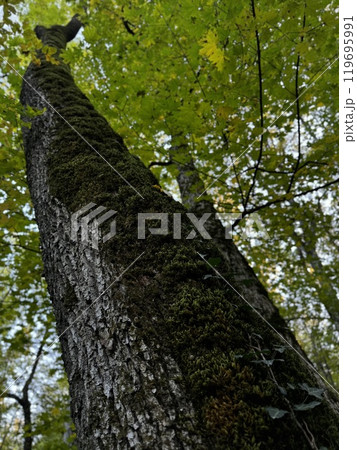 A beautiful bird is perched gracefully on the highest point of a tall tree in the serene woods, enjoying its peaceful surroundings 119695991