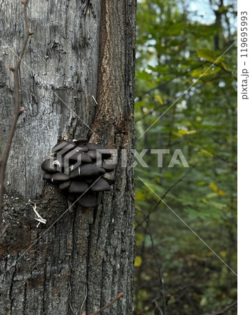 A cluster of various mushrooms is growing on the surface of a tree trunk, adding to the natural beauty of the forest environment A cluster of various mushrooms is growing on the surface of a tree trunk, adding to the natural beauty of the forest environment 119695993