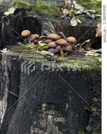 A cluster of various mushrooms is thriving on a section of wood, showcasing the fascinating relationship between fungi and their environment A cluster of various mushrooms is thriving on a section of wood, showcasing the fascinating relationship between fungi and their environment 119695995