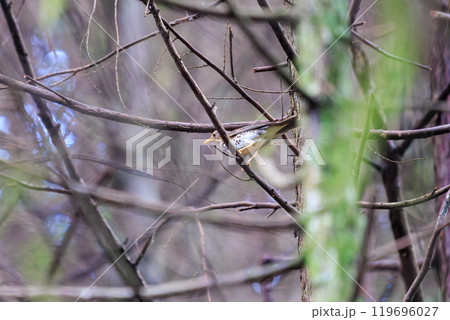 新緑の中、大きく美しい声でさえずる美しいクロツグミ（ツグミ科）あきる野市、日の出山登山道他 2024 119696027