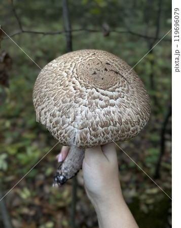 A person is confidently holding a very large and impressive mushroom in their hand, showcasing its unique features and colors A person is confidently holding a very large and impressive mushroom in their hand, showcasing its unique features and colors 119696079