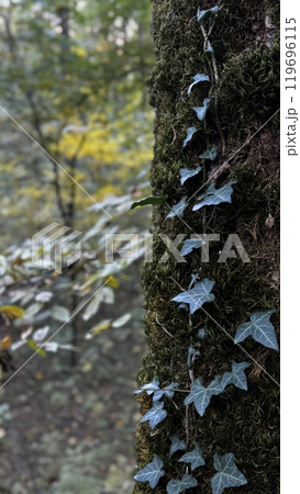 In the serene woods, ivy has begun to grow on the rough and sturdy trunk of a tree, intertwining with its bark and branches 119696115