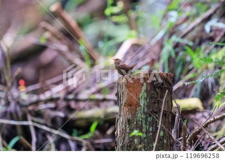 小さい体で大きな声で必死にさえずる可愛いミソサザイ（ミソサザイ科）あきる野市日の出山登山道他2024 119696258