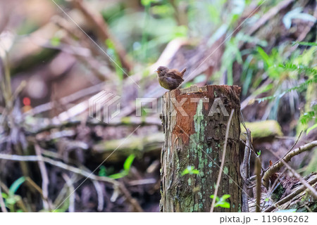 小さい体で大きな声で必死にさえずる可愛いミソサザイ（ミソサザイ科）あきる野市日の出山登山道他2024 119696262