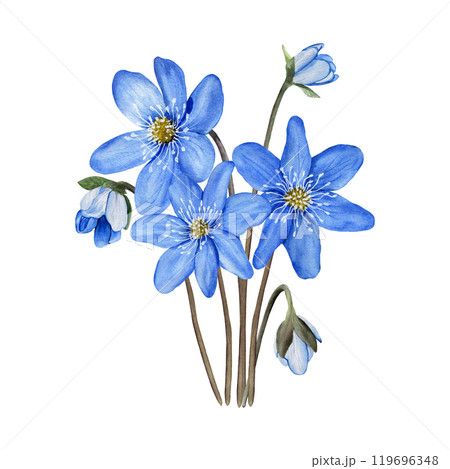 Blue first forest spring flowers anemone hepatica, liverwort composition. Hand drawn botanical watercolor illustration isolated on white background. For clip art cards invitation label package. Blue first forest spring flowers anemone hepatica, liverwort composition. Hand drawn botanical watercolor illustration isolated on white background. For clip art cards invitation label package. 119696348