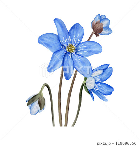 Blue spring forest flowers anemone hepatica, liverwort composition. Hand drawn botanical watercolor illustration isolated on white background. For clip art cards invitation label package. 119696350