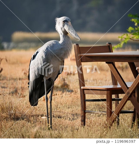 テーブルにいるハシビロコウ 119696397