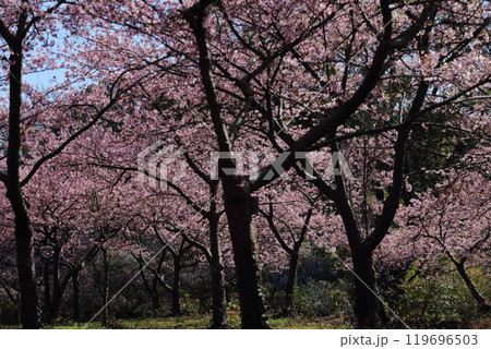 荒尾市　公園の河津桜、 119696503