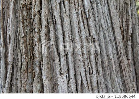 ハルニレの木目 ハルニレの木目 119696644