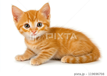 Cute Ginger Kitten on a White Background 119696708