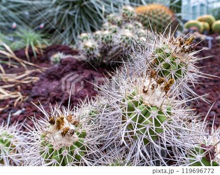 棘の大きなサボテン 119696772