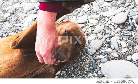 Man hand patting a dog lying on the gravel ground smiling happy animal Man hand patting a dog lying on the gravel ground smiling happy animal 119696776