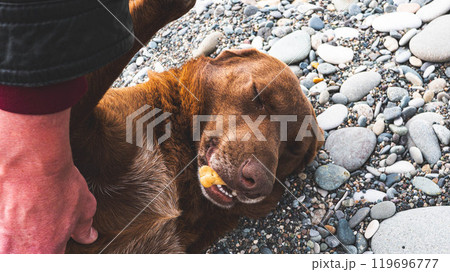 Man hand patting a dog lying on the gravel ground smiling happy animal Man hand patting a dog lying on the gravel ground smiling happy animal 119696777