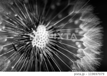 アローズ～種の矢たち～ 119697079