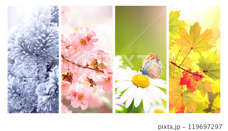 Four seasons of year. Set of vertical nature banners with winter, spring, summer and autumn scenes. Nature collage with seasonal scenics. Copy space for text 119697297