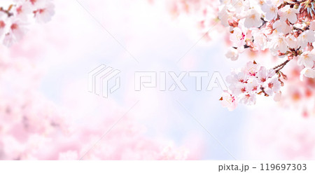 Horizontal banner with sakura flowers of pink color on blue sky backdrop. Beautiful nature spring background with a branch of blooming sakura. Sakura blossoming season in Japan 119697303