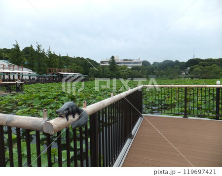 上野動物園の不忍池 119697421