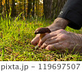 Male hand holding boletus while picking mushrooms in the forest 119697507