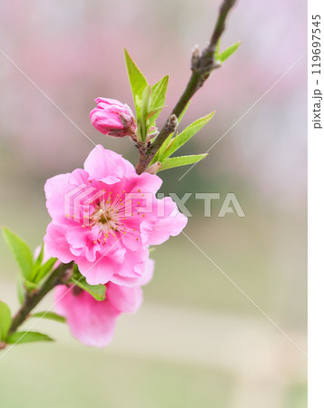 ふんわりした背景の桃の花(ハナモモ)のクローズアップ ふんわりした背景の桃の花(ハナモモ)のクローズアップ 119697545