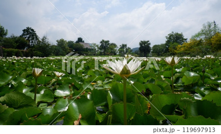 Beautiful white lotus flowers and bright green leaves in a pond with a cloudy sky on the horizon. Beautiful white lotus flowers and bright green leaves in a pond with a cloudy sky on the horizon. 119697913
