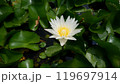 A white lotus flower is blooming with yellow stamens 119697914