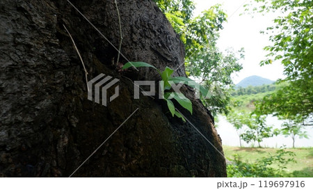 Green seedlings grow from big trees. Green seedlings grow from big trees. 119697916