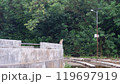 Picture of a monkey sitting alone on a cement wall 119697919