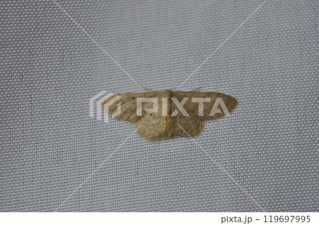 ギンバネヒメシャク 119697995